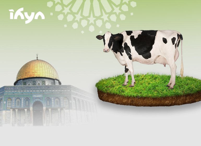 حصة العجل في القدس