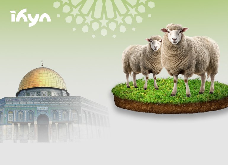 Sheep in al-Quds